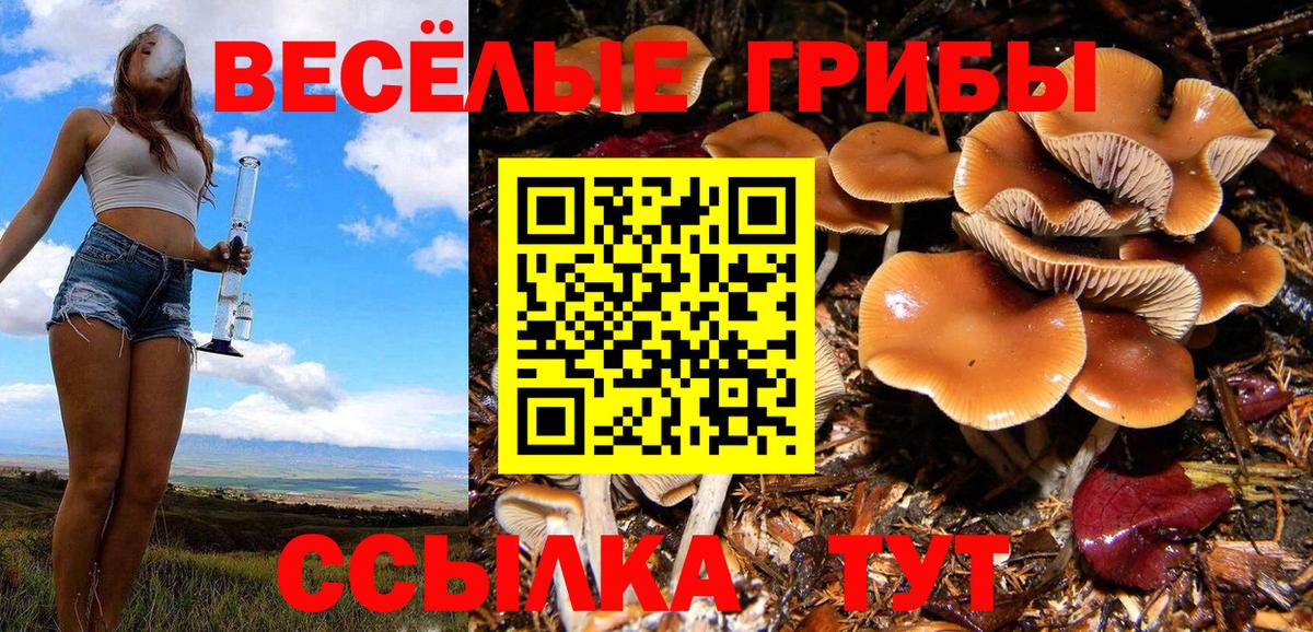 Сертолово  Псилоцибиновые грибы Psilocybine cubensis  Вход с VPN  Галлюциногенные грибы мухоморы 